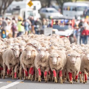 Merriwa Festival of the Fleeces